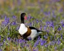 Shelduck